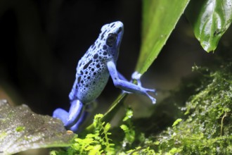 Blue poison dart frog, (Dendrobates tinctorius), adult, on leaf, alert, South America, captive