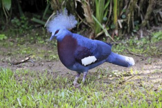 Blue-crested Crowned Pigeon (Goura cristata), adult, on the ground, foraging, alert, Indonesia,