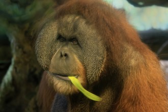 Borneo Orang Utan (Pan Paniscus), adult, male, portrait, feeding, endangered species, Borneo,
