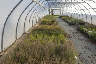 Plants growing inside polytunnel, Swann's nursery garden centre, Bromeswell, Woodbridge, Suffolk,