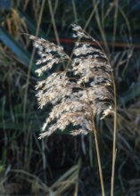 Seedhead of common reed (Phragmites communis) at a creek in winter in Ystad municipality, Skåne