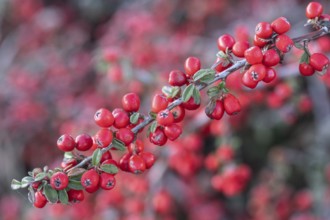 Fan-shaped cotoneaster (Cotoneaster horizontalis), Emsland, Lower Saxony, Germany
