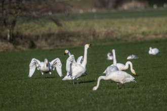 Whooper swans (Cygnus cygnus), Emsland, Lower Saxony, Germany