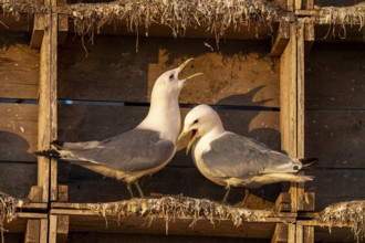 Kittiwakes (Rissa tridyctyla) nesting in an artificial nesting cliff made of old fish boxes in