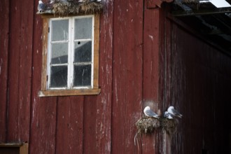 Black-legged kittiwakes (Rissa tridyctyla) nesting on a red wooden façade of the Pomor Museum,