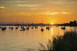 Sailboats, sunset, Allensbach, Untersee, Lake Constance, Baden-Württemberg, Germany