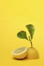 Lemon with leaf, Citrus x limon, yellow background