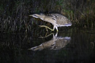 A bittern (Botaurus stellaris) is reflected in the water, surrounded by reeds at night, Dümmer
