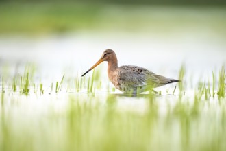 A black-tailed godwit (Limosa limosa) stands in the water between grass in a natural environment on