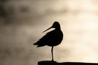 The silhouette of a black-tailed godwit (Limosa limosa) on a pole against a warm background, Dümmer
