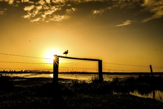 A black-tailed godwit (Limosa limosa) sits on a fence in the golden light of sunset, Dümmer nature