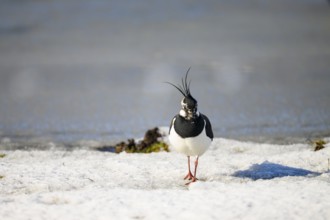 Lapwing (Vanellus vanellus) on snow-covered ground in wintry surroundings, Dümmer nature park Park,