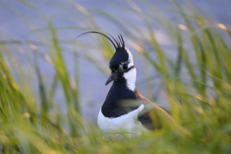 Portrait close-up of a lapwing (Vanellus vanellus) with black and white plumage by the water,