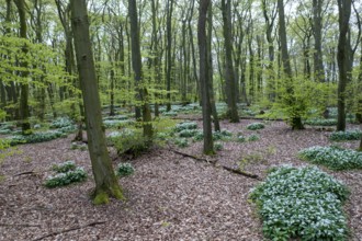 Wild garlic blossom (Allium ursinum) on the forest floor in a beech forest (Fagus sylvatica) in the