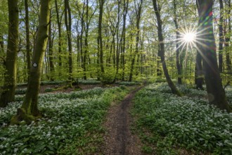 A sparkling sun shines over the wild garlic blossom (Allium ursinum) on the forest floor in a beech