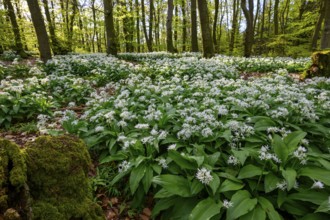 Wild garlic blossom (Allium ursinum) on the forest floor in a beech forest (Fagus sylvatica) in the