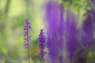 Early purple orchid (Orchis mascula), Osnabrücker Land, Lower Saxony, Germany