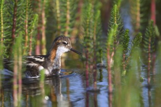 An Odin's chicken (Phalaropus lobatus) swimming among green plants in the water, in a quiet natural