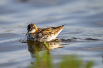 An Odin's chicken (Phalaropus lobatus) swimming in the water, in a quiet natural environment,
