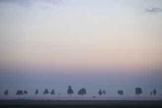 Hazy landscape with trees and birds at orange sunset, Dümmer nature park Park, Bohmte, Lower