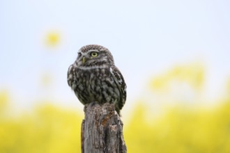 Little owl (Athene noctua) sitting upright and focussed on a branch in front of a light background