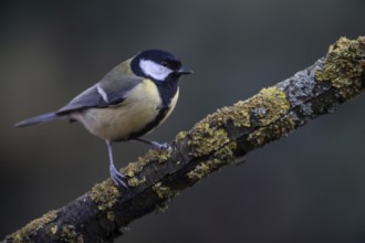 Great Tit (Parus major), Emsland, Lower Saxony, Germany