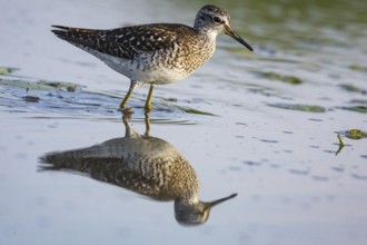 Spotted Redshank (Tringa erythropus) Hungary
