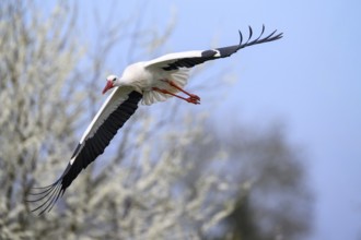 A white stork (Ciconia ciconia) flies in front of a background of flowering white shrubs, Dümmer