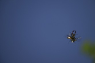 Close-up of a flying stag beetle (Lucanus cervus) with recognisable wings in front of a blue sky,