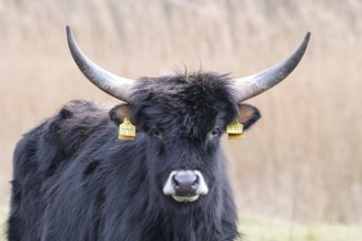 Heck cow of rebred aurochs with large horns standing on a pasture, distinctive ear tags, damme,