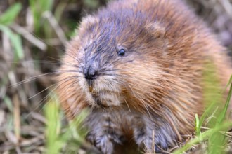 A muskrat (Ondatra zibethicus) in portrait looks attentively at its surroundings, surrounded by