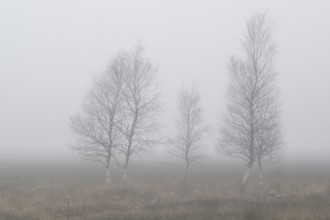 Birches (Betula pendula) in the fog in the moor, Emsland, Lower Saxony, Germany
