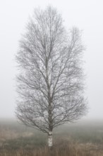Birches (Betula pendula) in the fog in the moor, Emsland, Lower Saxony, Germany