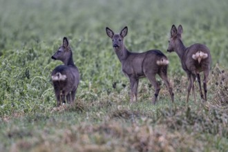 Roe deer (Capreolus capreolus), Emsland, Lower Saxony, Germany