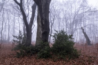 Beech forest (Fagus sylvatica) in the fog, Emsland, Lower Saxony, Germany