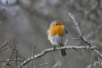 A robin (Erithacus rubecula) sitting on a bare thorn branch in a winter bush, Zuid Duinen,