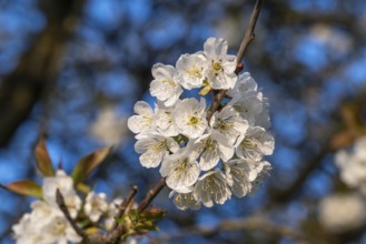 Close-up of the branches of a cherry tree (Prunus avium) with white blossoms during fruit tree