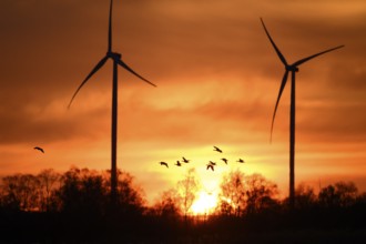 Wind turbines and flying birds geese in front of an orange sunset, silhouettes of wind turbines in