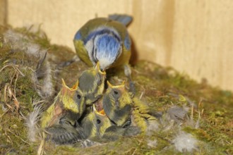 Blue tit (Cyanistes caeruleus) feeding the young in the nest, Wilnsdorf, North Rhine-Westphalia,
