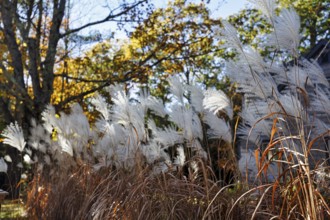 Chinese reed (Miscanthus sinensis), inflorescence in autumn, ornamental grass in partial shade,