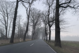 Driver's perspective view of foggy, foggy country road with trees next to the road in thick fog in