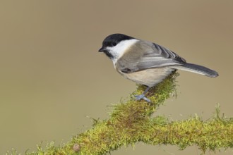 Willow Tit (Parus montanus), Willow Tit (Parus montanus) sitting on a branch overgrown with moss,