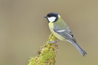 Great tit (Parus major), sitting on a moss-covered tree root, Wilnsdorf, North Rhine-Westphalia,