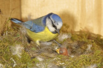 Blue tit (Cyanistes caeruleus) feeding the young in the nest, Wilnsdorf, North Rhine-Westphalia,