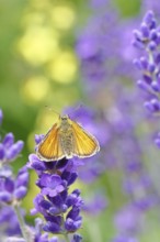 Large skipper (Ochlodes venatus), collecting nectar from a flower of Common lavender (Lavandula