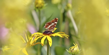 Land carder (Araschnia levana), summer generation, closed wings, underside of wings, on a flower of