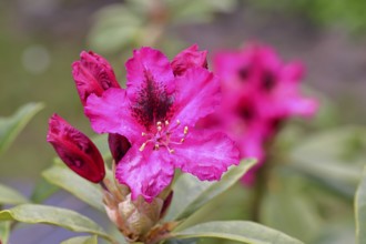 Rhododendron flowers (Rhododendron Homer), red flowers, in a garden, Wilnsdorf, North