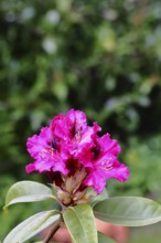 Rhododendron flowers (Rhododendron Homer), red flowers, in a garden, Wilnsdorf, North