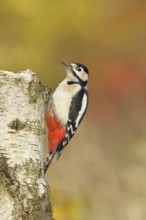 Great spotted woodpecker (Dendrocopos major), male, sitting on a tree stump at the edge of the