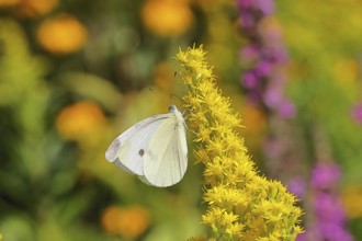 A Cabbage butterfly (Pieris brassicae) sucking nectar on the flower of a Solidago canadensis